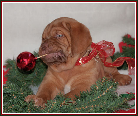 kerst pup6.jpg